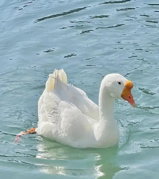 老鹅（3年/8斤左右） 商品图0