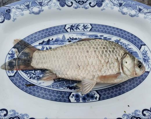 【预售】二级饮用水梁子湖 湖岔池塘鱼(冷冻)  | 桂鱼鲫鱼等各种淡水鱼 |3左右发货  基地直发包邮 商品图5