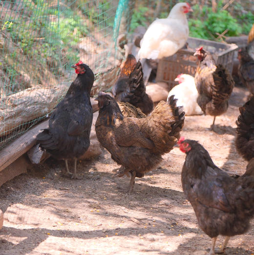 【大理深山散养土鸡】农户自家母鸡孵小鸡老品种散养飞鸡 呼吸新鲜空气 喝山泉水 吃纯玉米菜叶等农家杂粮生长一年以上/脂肪少肉质紧实 没有抗生素牲畜药 大人小孩放心吃的土鸡/顺丰空运包邮 商品图1