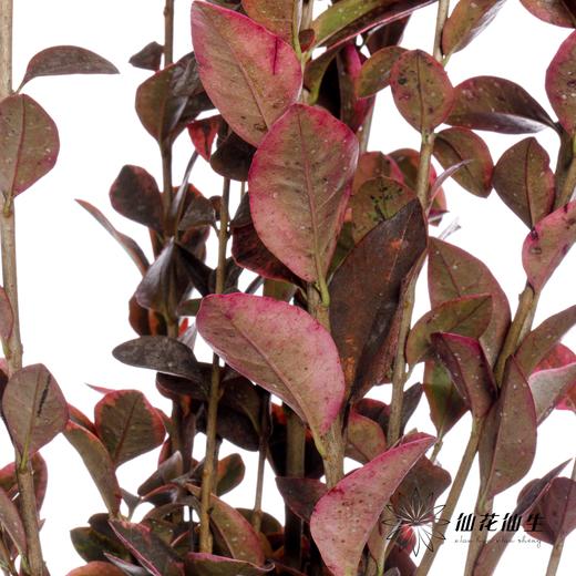 叶材 | 红桢木 商品图2