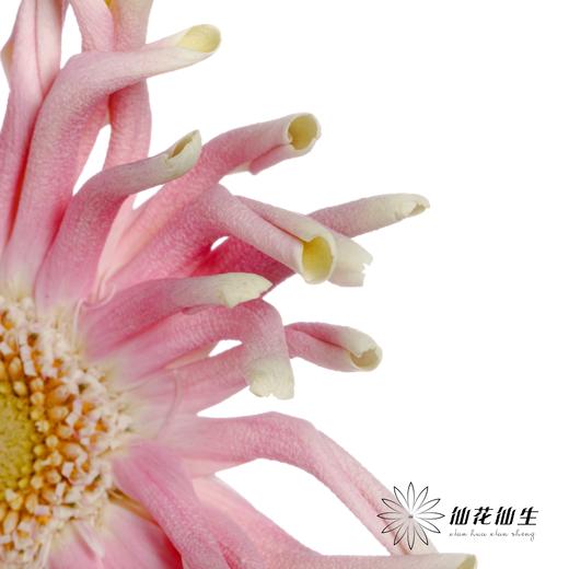 非洲菊 | 米兰 商品图5