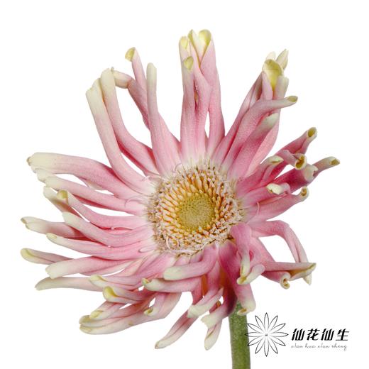 非洲菊 | 米兰 商品图3