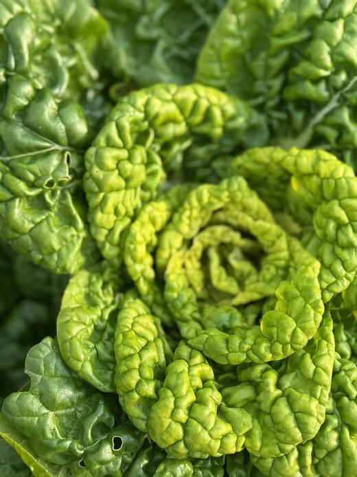 黄心乌 商品图6