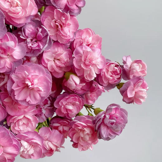 野马多丁 多头康乃馨｜20支 商品图0