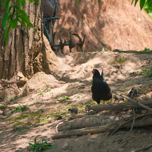 【大理深山散养土鸡】农户自家母鸡孵小鸡老品种散养飞鸡 呼吸新鲜空气 喝山泉水 吃纯玉米菜叶等农家杂粮生长一年以上/脂肪少肉质紧实 没有抗生素牲畜药 大人小孩放心吃的土鸡/顺丰空运包邮 商品图2