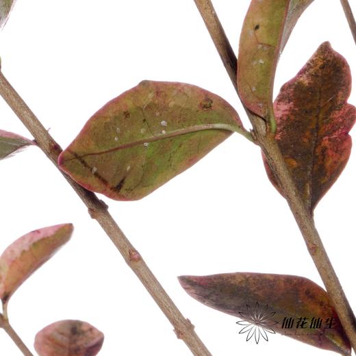 叶材 | 红桢木 商品图6