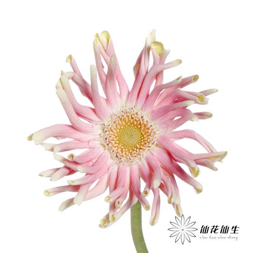 非洲菊 | 米兰 商品图4
