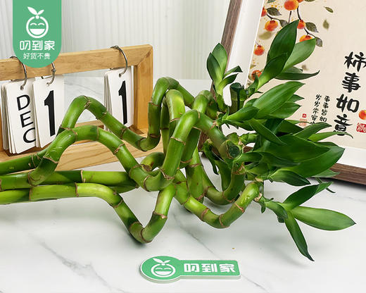 「开运」转运竹/1扎（5枝） 商品图3