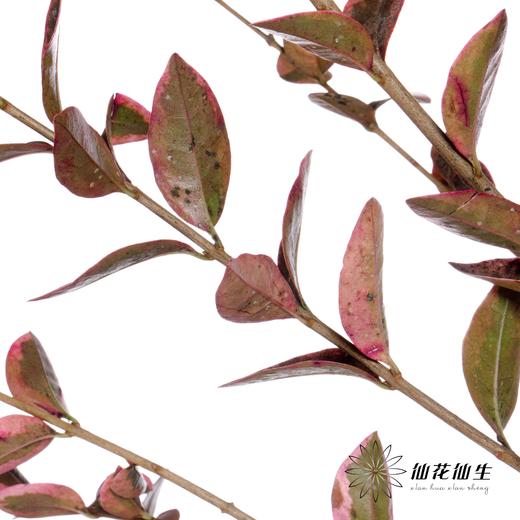 叶材 | 红桢木 商品图3