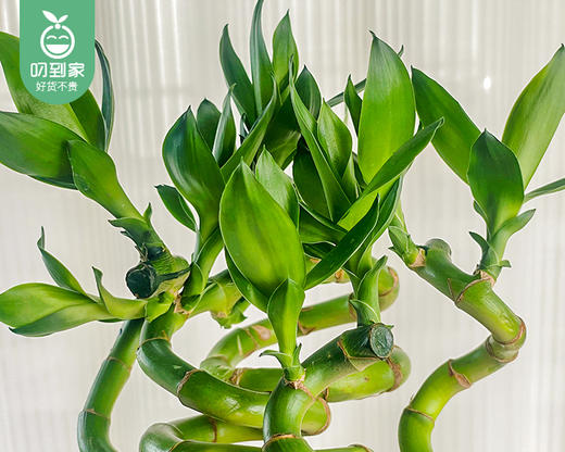 「开运」转运竹/1扎（5枝） 商品图2