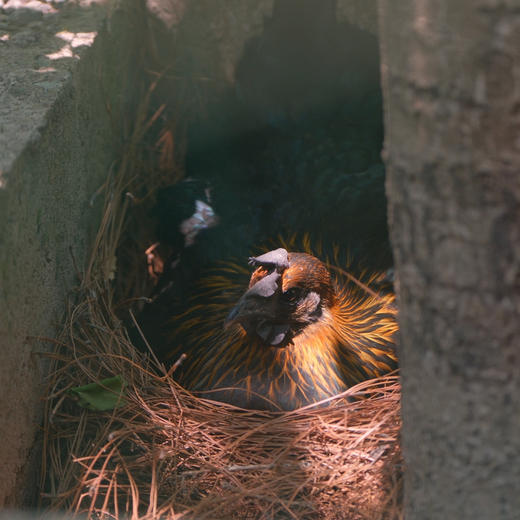 【大理深山散养土鸡】农户自家母鸡孵小鸡老品种散养飞鸡 呼吸新鲜空气 喝山泉水 吃纯玉米菜叶等农家杂粮生长一年以上/脂肪少肉质紧实 没有抗生素牲畜药 大人小孩放心吃的土鸡/顺丰空运包邮 商品图6