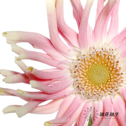 非洲菊 | 米兰 商品图1