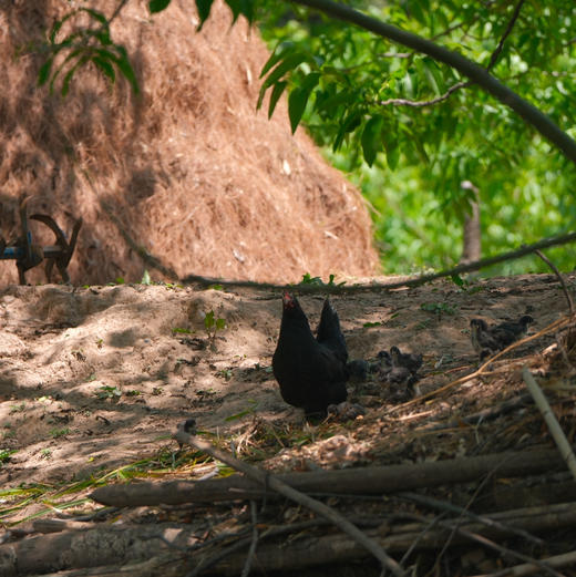 【大理深山散养土鸡】农户自家母鸡孵小鸡老品种散养飞鸡 呼吸新鲜空气 喝山泉水 吃纯玉米菜叶等农家杂粮生长一年以上/脂肪少肉质紧实 没有抗生素牲畜药 大人小孩放心吃的土鸡/顺丰空运包邮 商品图3