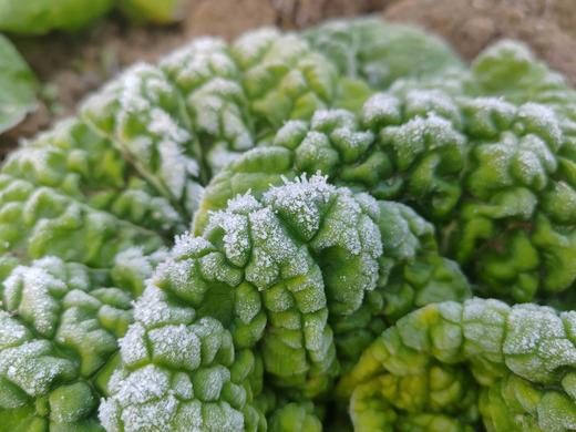 黄心乌 商品图4