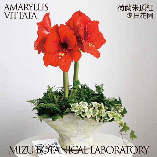 荷兰朱顶红-冬日花園組盆 商品图0