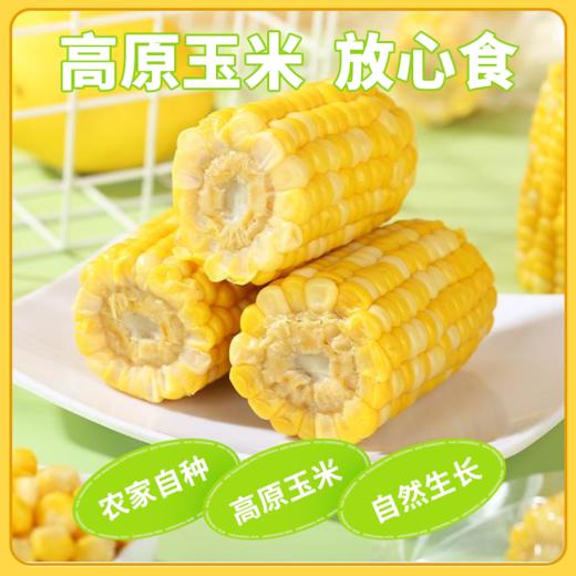 闪鲜猩球云南高原甜玉米健康早餐饱腹玉米段粗粮黄金玉米段1kg装 商品图1