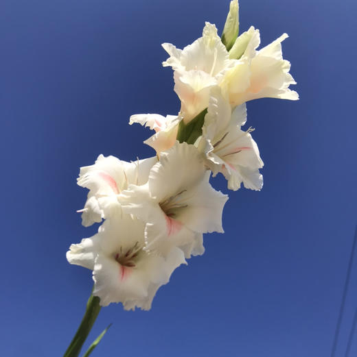 A剑兰·阿贾克斯 商品图2