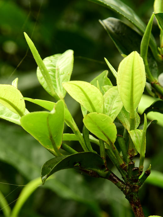 【熊猫普洱青饼】2016年头春云南易武拼配普洱茶生茶收藏品饮价值均一流 357克/饼 拍5发6拍20发25 商品图4
