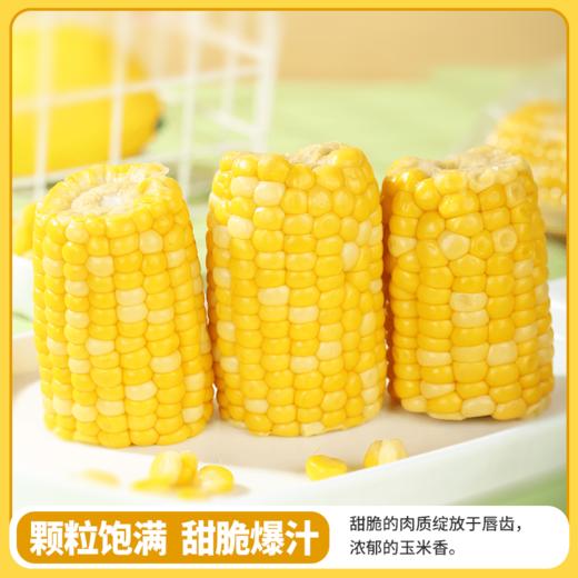 闪鲜猩球云南高原甜玉米健康早餐饱腹玉米段粗粮黄金玉米段1kg装 商品图2