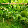 生态罗汉果250g/袋 商品缩略图3