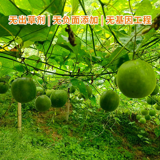 生态罗汉果250g/袋 商品图3