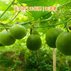 生态罗汉果250g/袋 商品缩略图4