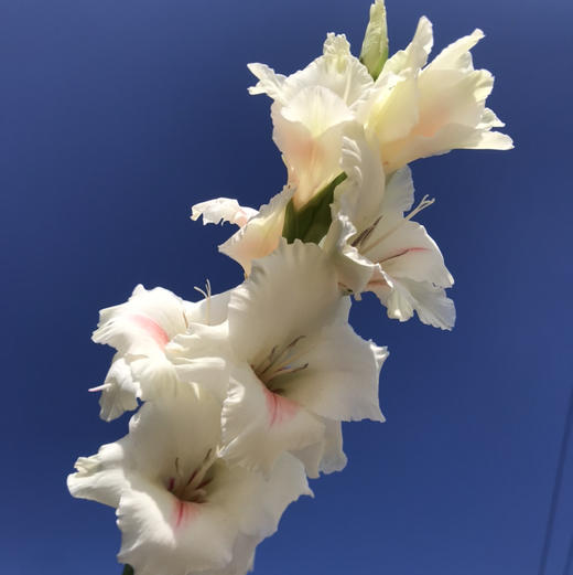 A剑兰·阿贾克斯 商品图3