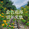 成人特惠｜12.31周三徐家渡百年滇越铁路徒步，探寻历史遗迹，闯入无人金黄向日葵（菊芋）花海铁轨！ 商品缩略图2