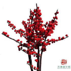 德国冬青 70cm 5枝一扎