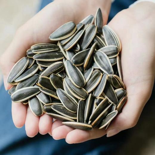 【蒙乔原味瓜子】至尊宝瓜子单颗2.6公分与臻品袋装瓜子大粒葵花籽炒货 绿色地标非遗名特优新农产品 商品图5