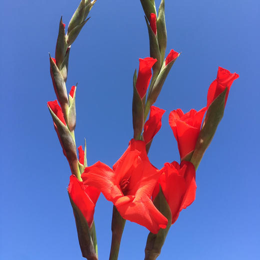 A级剑兰.红色 商品图0