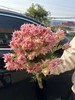 同城甄选精品花材新娘花鲜切花一扎 商品缩略图3