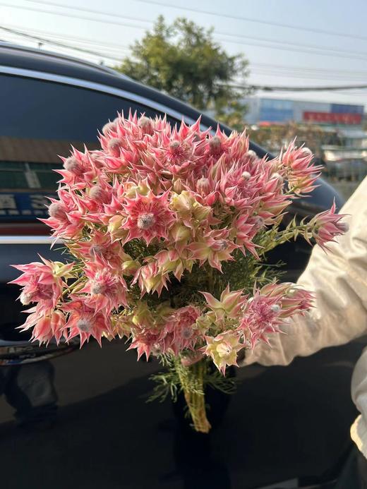 同城甄选精品花材新娘花鲜切花一扎 商品图3