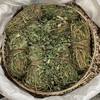 鸡骨草 当季新货 农家自采中药材 商品缩略图1