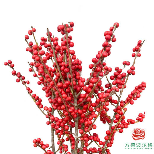 德国冬青 70cm 5枝一扎 商品图1