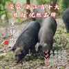 【闹妈】舟山虾峙沟头井海岛生态放养土猪肉 不包邮 商品缩略图0