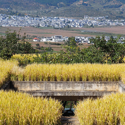 桃源洱源|云南·大理洱源3日游【go小团】 商品图3