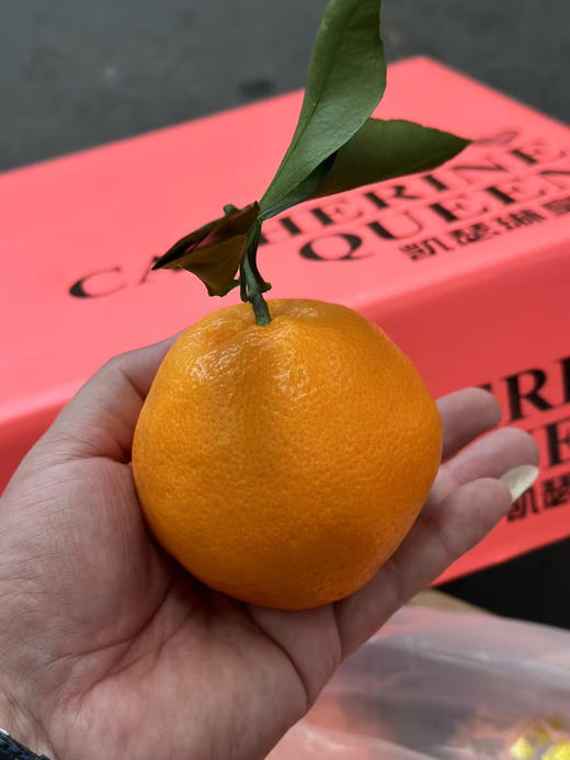 凯瑟琳爆糖春见🎁 商品图4