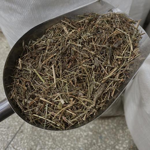 田基黄 地耳草 黄花草雀舌草 新鲜自然 商品图3