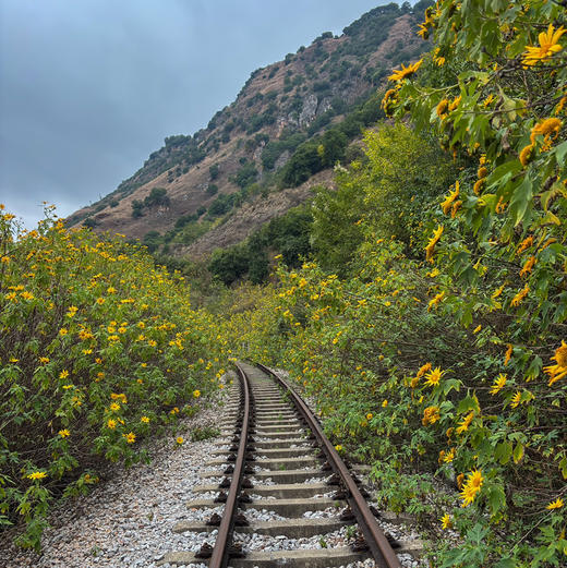 成人特惠｜12.31周三徐家渡百年滇越铁路徒步，探寻历史遗迹，闯入无人金黄向日葵（菊芋）花海铁轨！ 商品图5