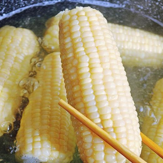 【询滋味】五常白糯玉米 110天生长期的玉米 鲜甜香糯 粒粒饱满 复购单品 商品图0