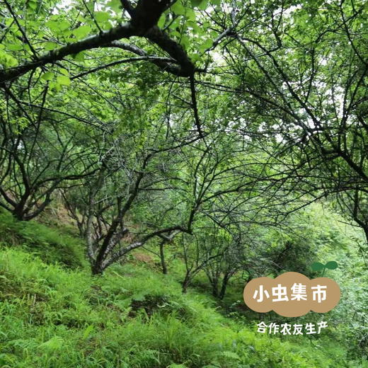 【积分享包邮】生态紫苏盐梅 250g/袋 | 合作农友生产，产自从化仙娘溪，生产者：原乡梅好合作社 ＆【公平贸易农人定价】 商品图7