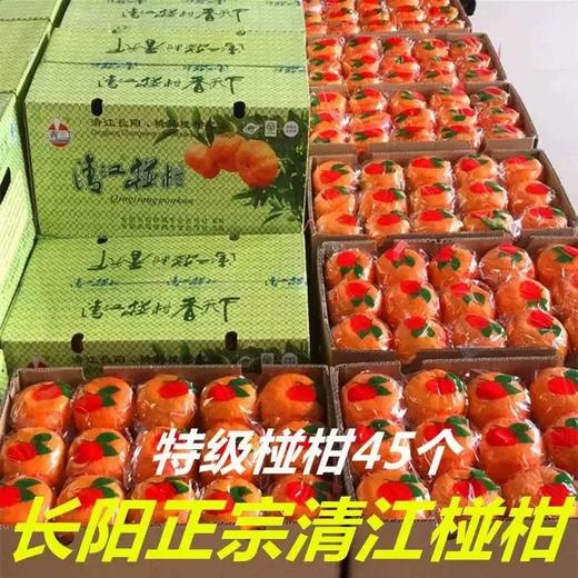 清江椪柑 酸甜口感  汁多味浓 果肉细嫩 颗粒饱满 带箱14斤/12斤装 商品图1