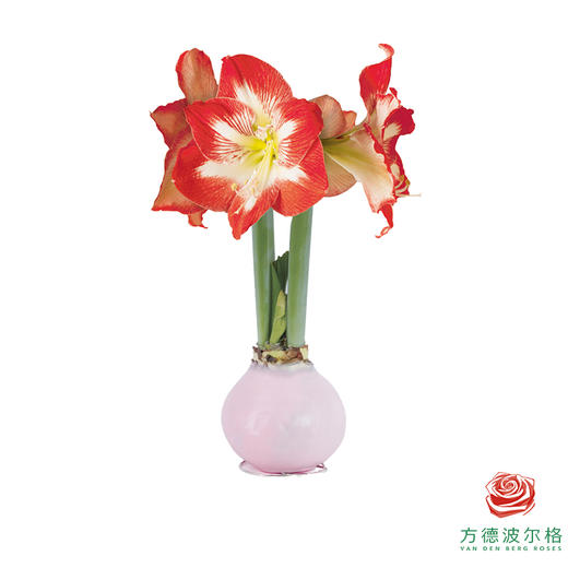 红白花-粉蜡 石蜡朱顶红（不用浇水） 商品图0