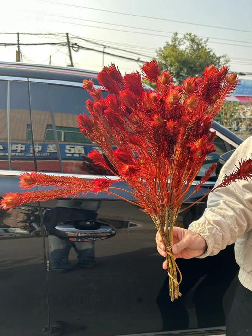 同城甄选精品花材金鹅绒企鹅绒染色金丝绒一扎 商品图9