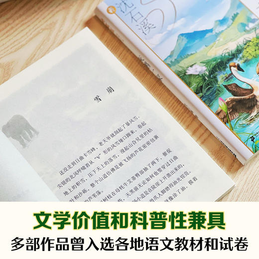 沈石溪动物小说短经典（共6册） 懒猴的秘密/列鸟/灰鹅一家/杜鹃筑巢/黄狼的抉择/小火鸡的报恩 商品图4