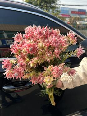 同城甄选精品花材新娘花鲜切花一扎