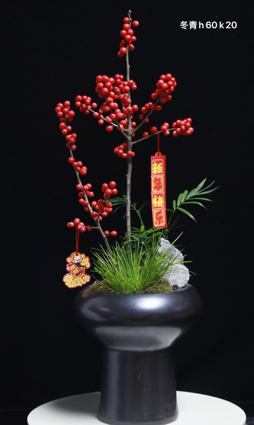 冬青盆栽 商品图0