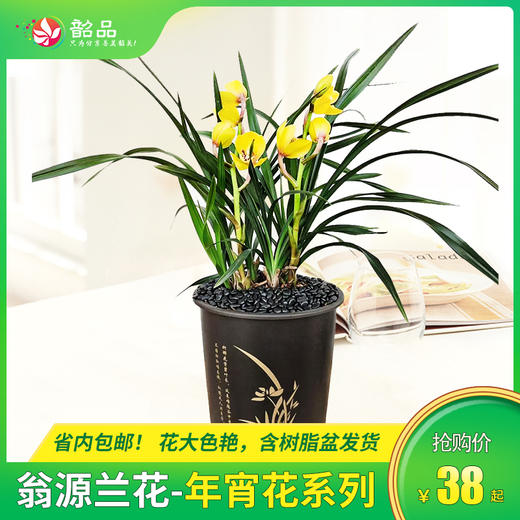 翁源手信【翁源兰花爆款系列】￥38元起一件包邮，花开盛艳高端兰花绿植品种含树脂盆发货，省内京东到家~ 商品图0