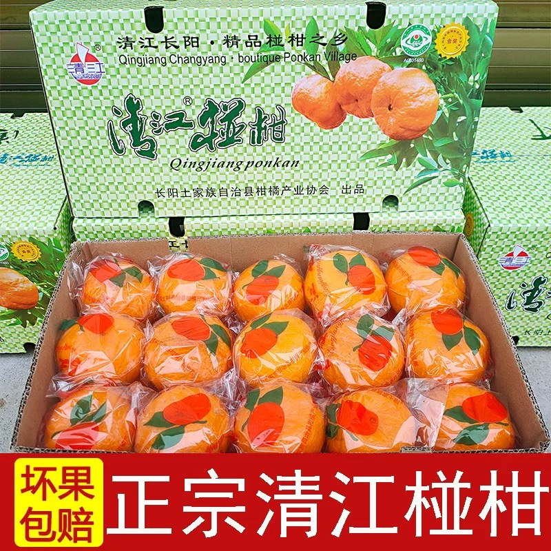 清江椪柑 酸甜口感  汁多味浓 果肉细嫩 颗粒饱满 带箱14斤/12斤装